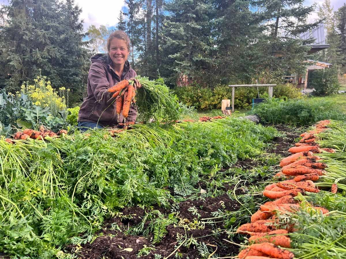 A woman harvesting a garden full of carrots.
