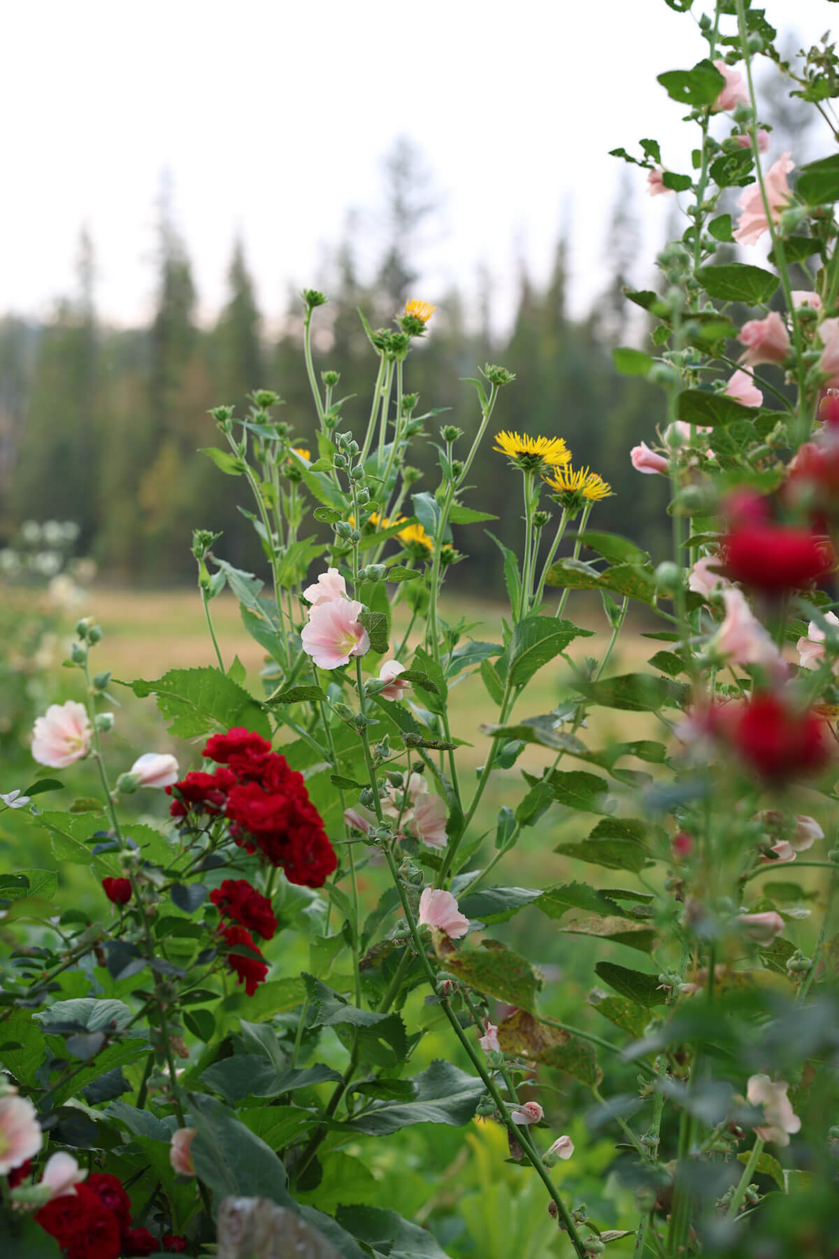 Cottage garden with Roses and Hollyhocks