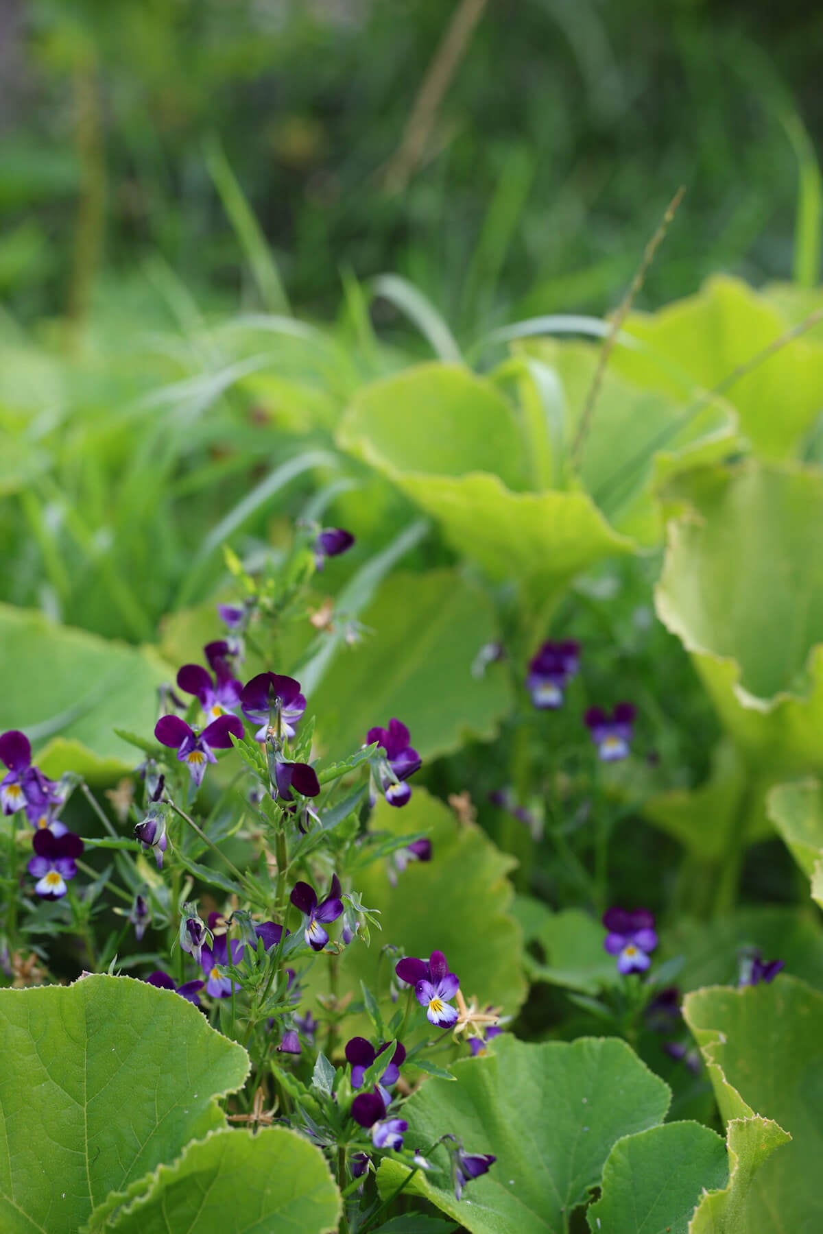 Viola, Johnny-Jump-Up