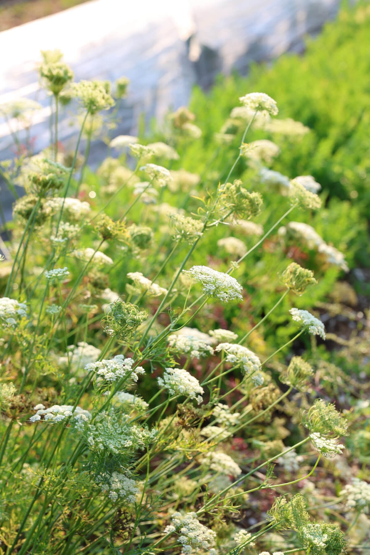 Dill flowers or some other parsley family plant
