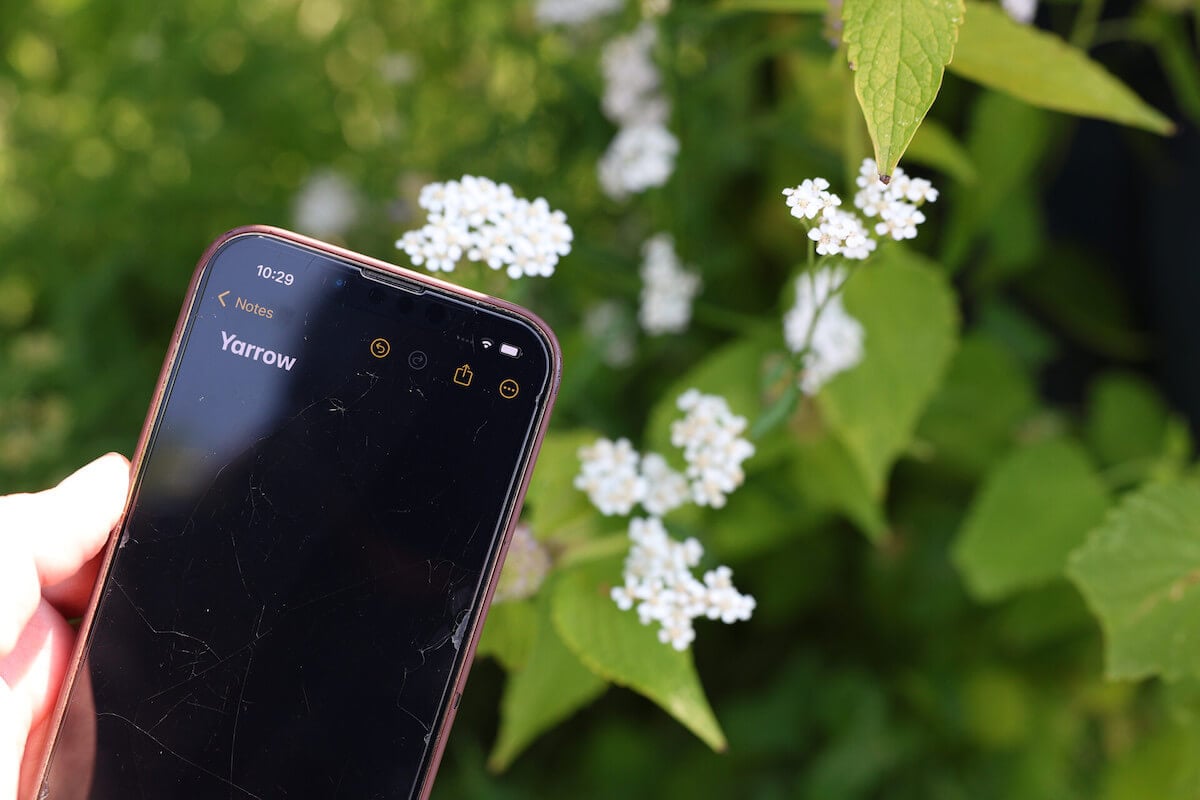 phone with white flowers in the background