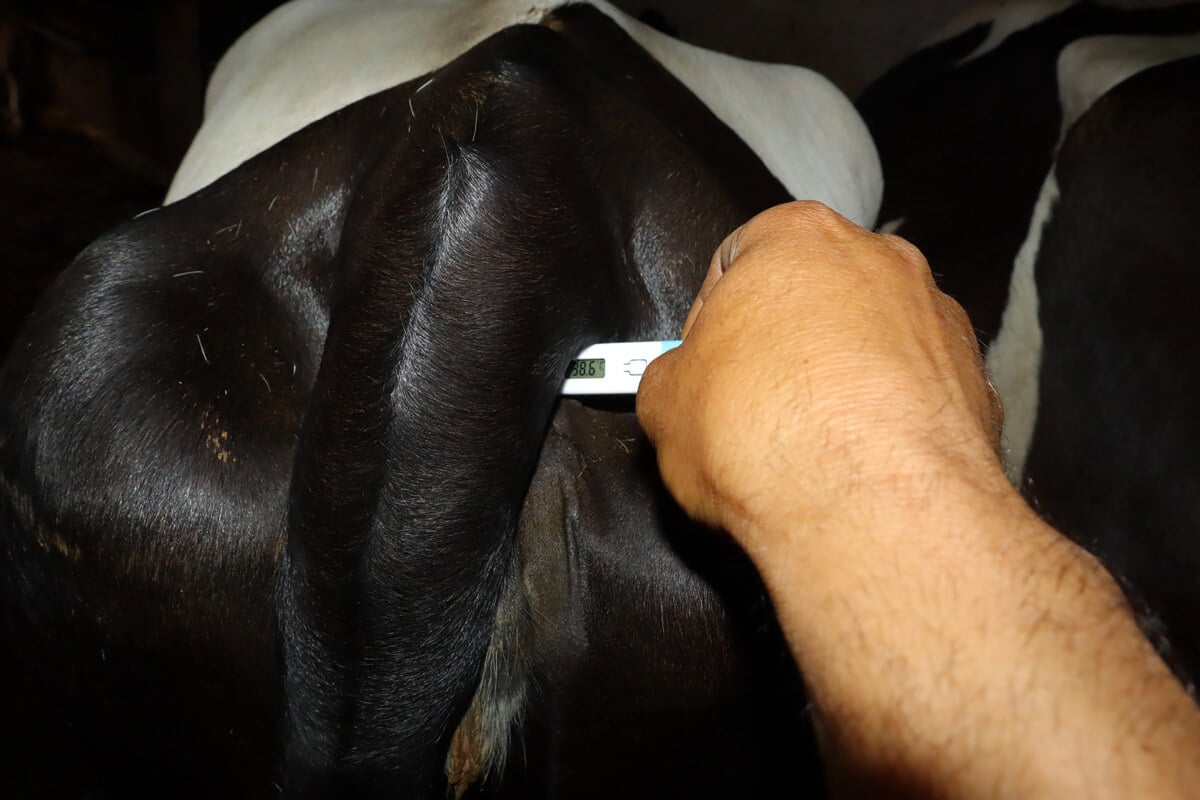 Temperature being taken from a cow.