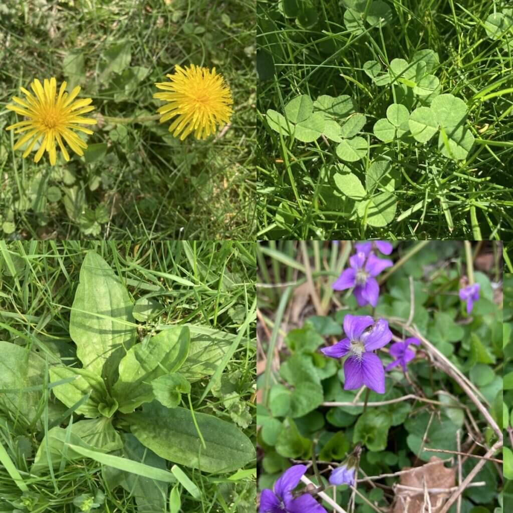Collage of dandelion flowers, clover leaves, plantain leaves, and wild violets.