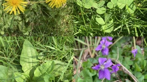 Collage of dandelion flowers, clover leaves, plantain leaves, and wild violets.
