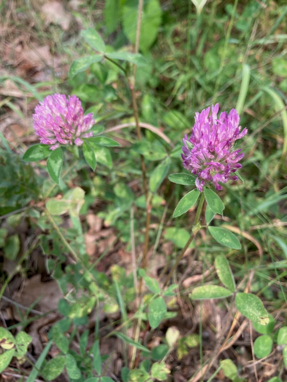 Red clover flower