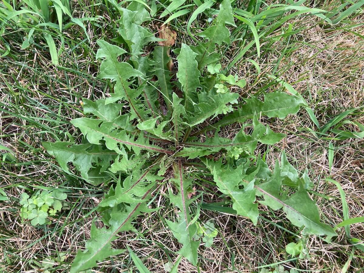 Dandelion rosette growing in a lawn.