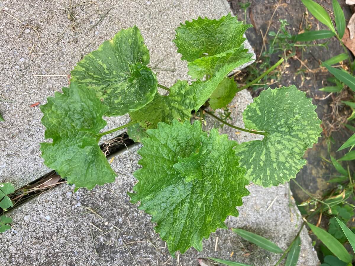 Garlic Mustard growing in cracks of sidewalk.