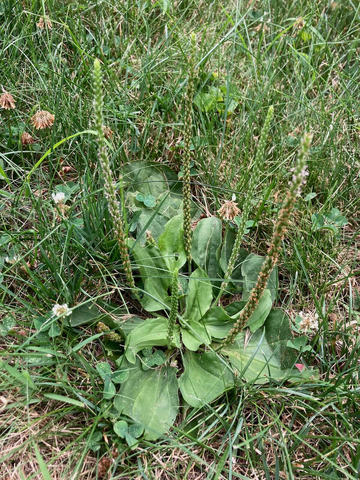 Plantain with seed stalks growing in lawn.