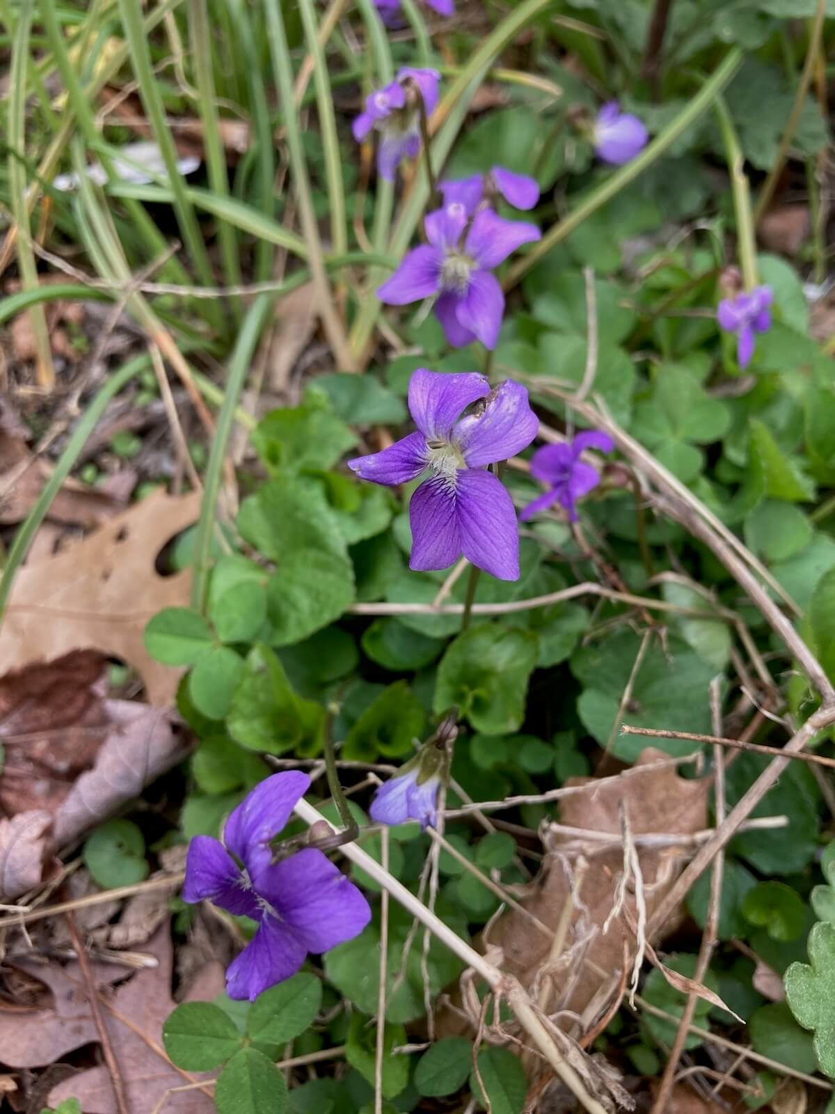 Wild purple Viola growing in the wild.
