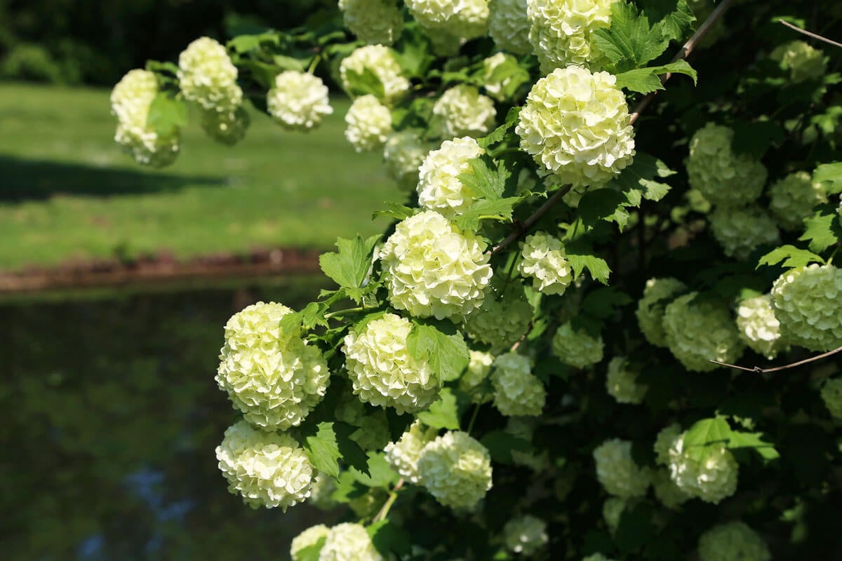 Cramp bark tree, also known as a snowball tree.