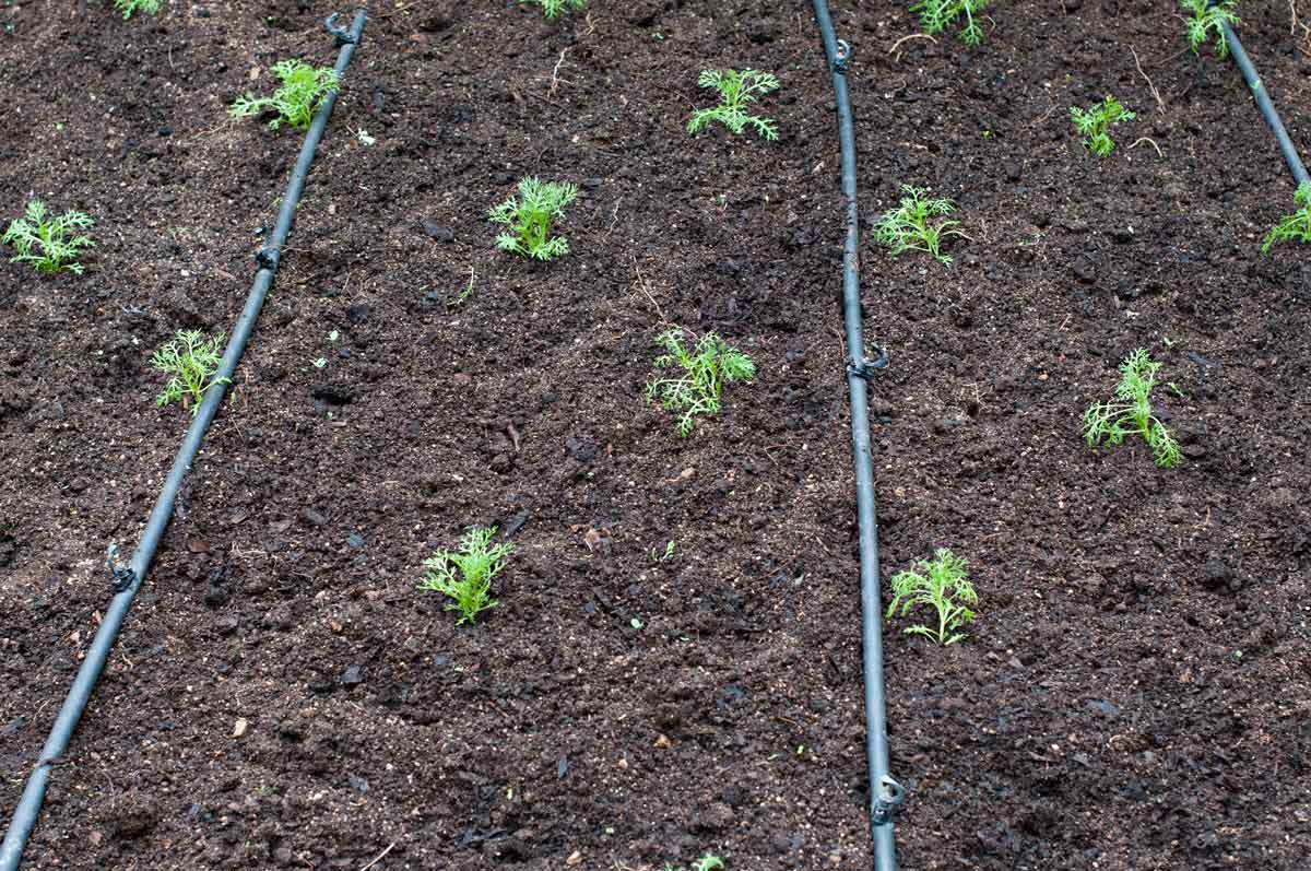 Drip irrigation in a garden.