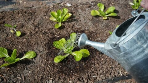 Lettuce being watered in the garden.