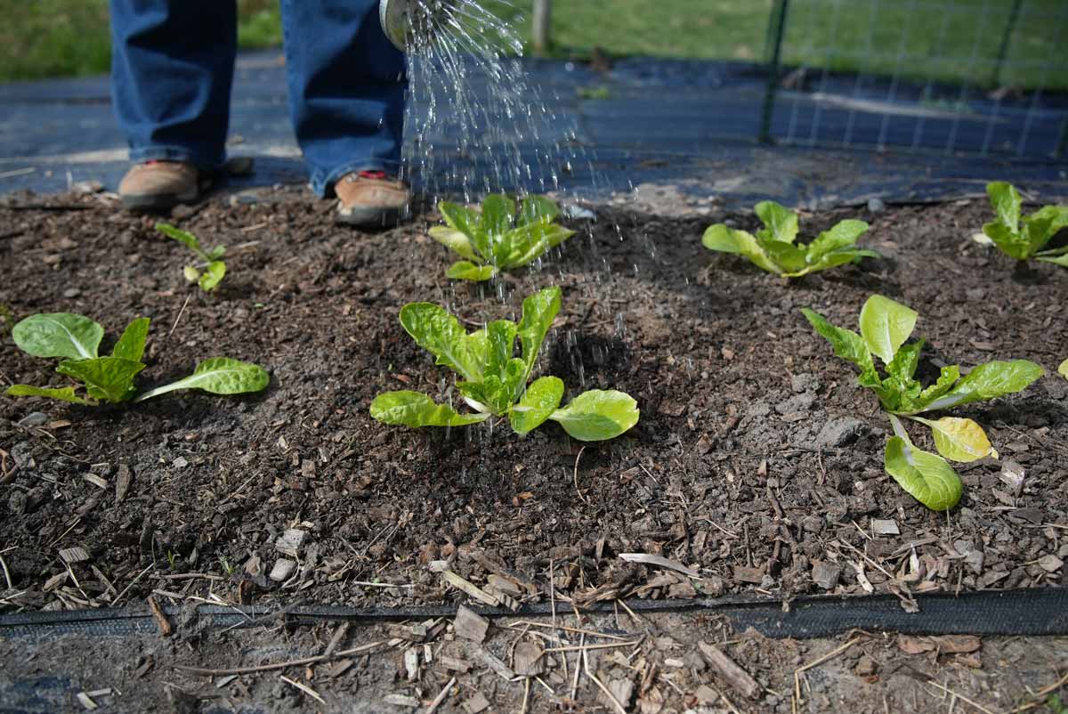 Lettuce being watered in the garden.