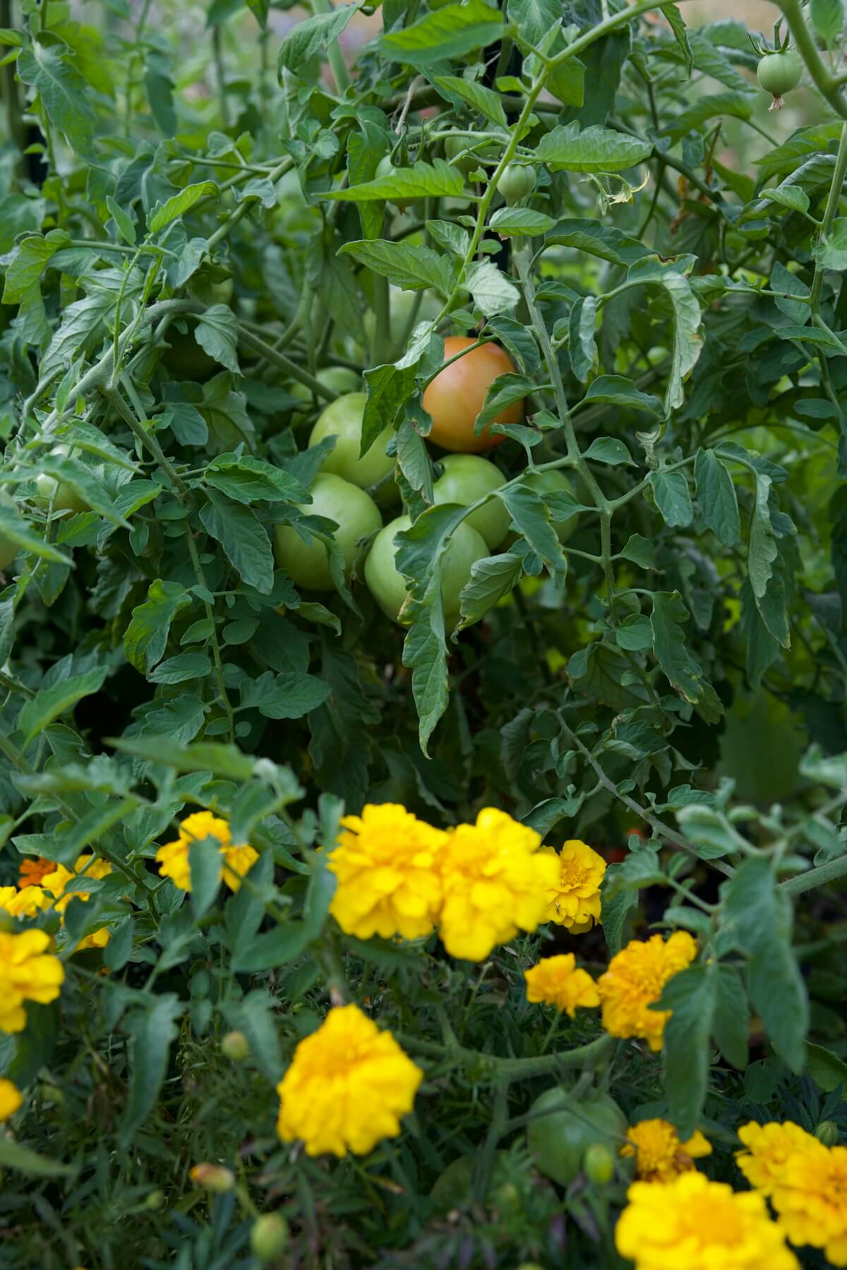 Ripening tomatoes planted with marigolds.