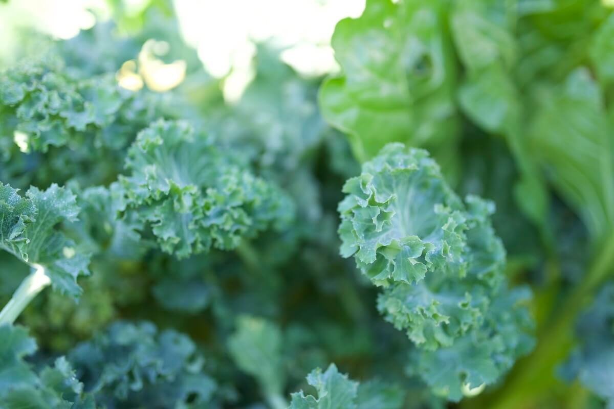 kale leaves