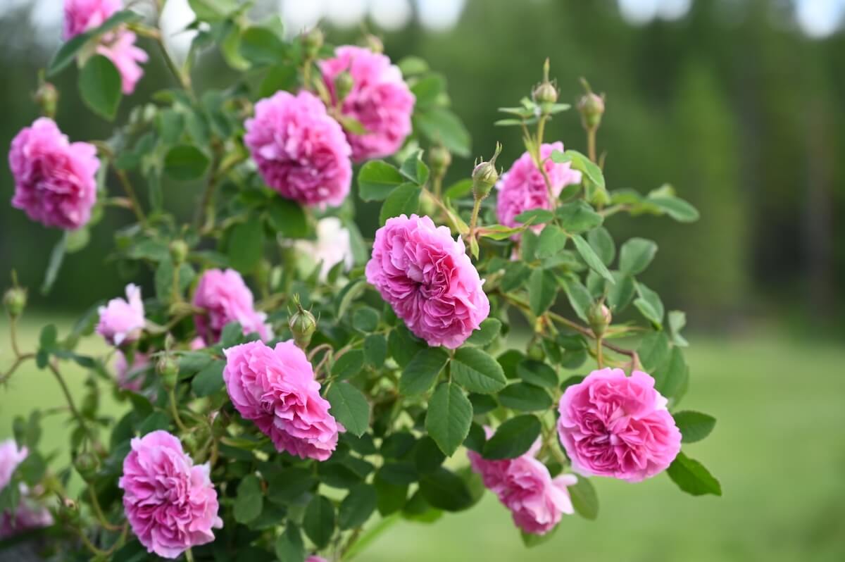 old fashioned roses with pink blooms