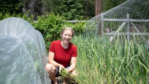 A young woman harvesting garlic scapes in the garden.
