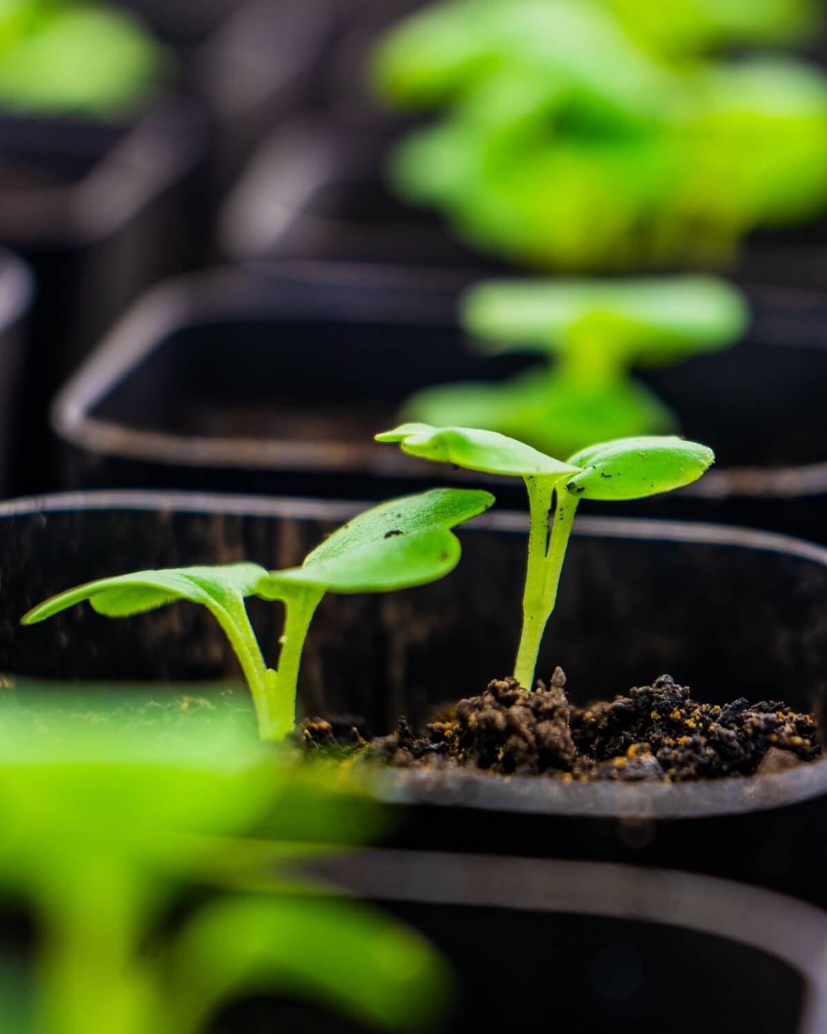 tiny seedlings in black pots