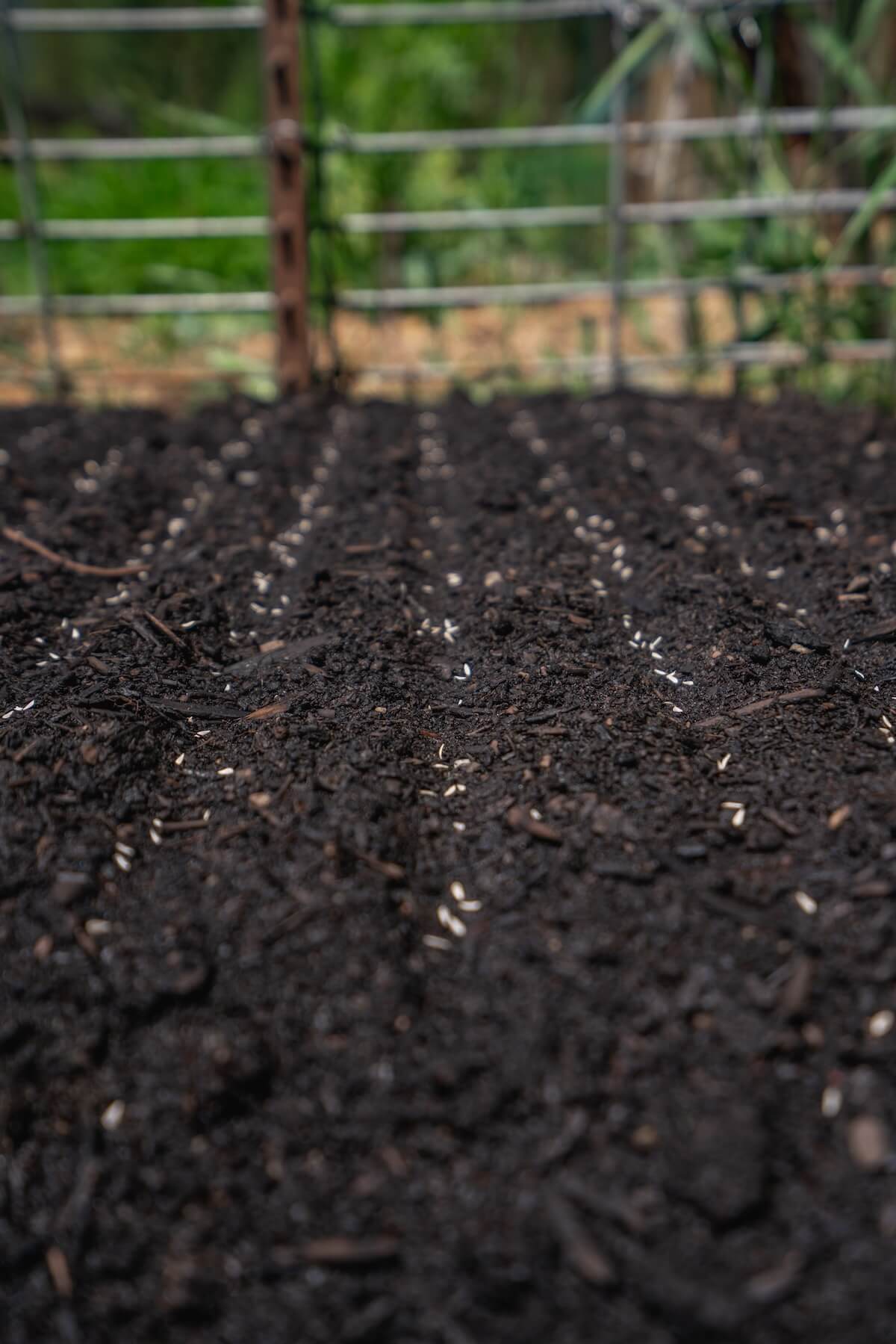 lettuce seeds sown in rows of black dirt