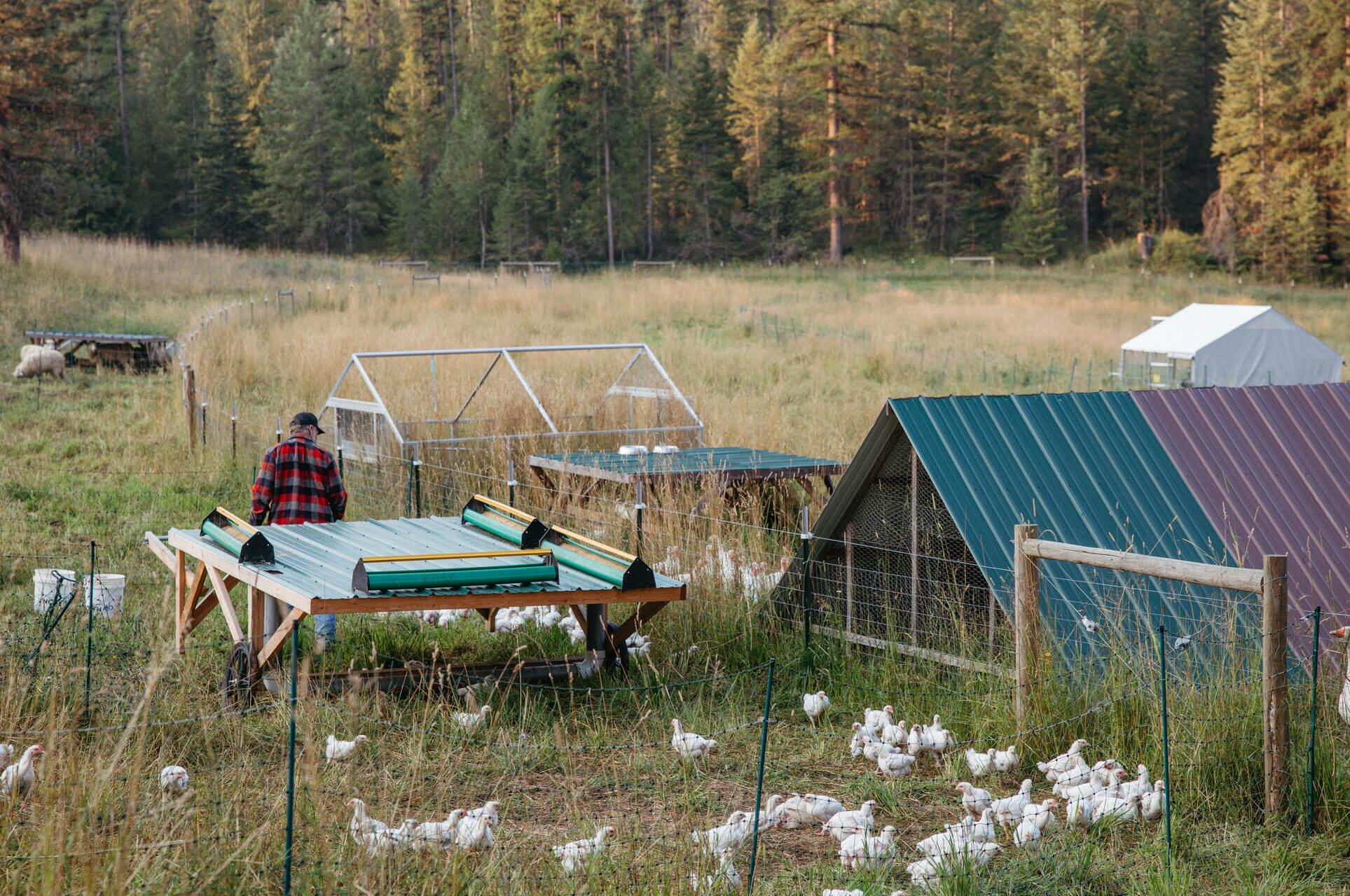 A man moving a chicken tractor.