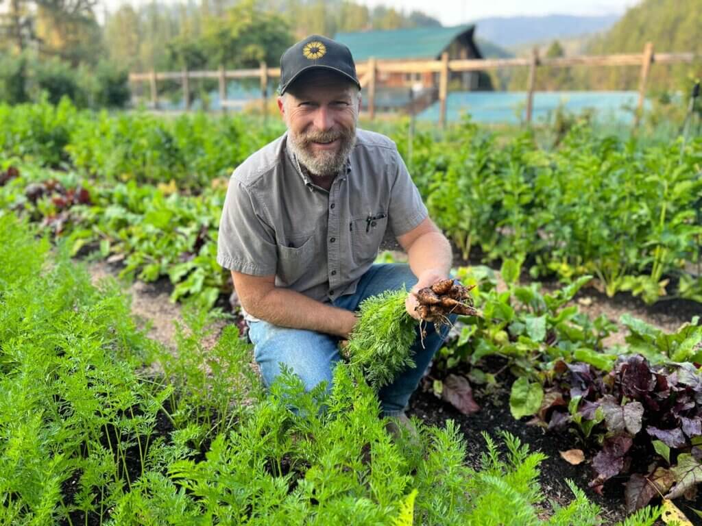 A man crouched in the garden harvesting carrots.
