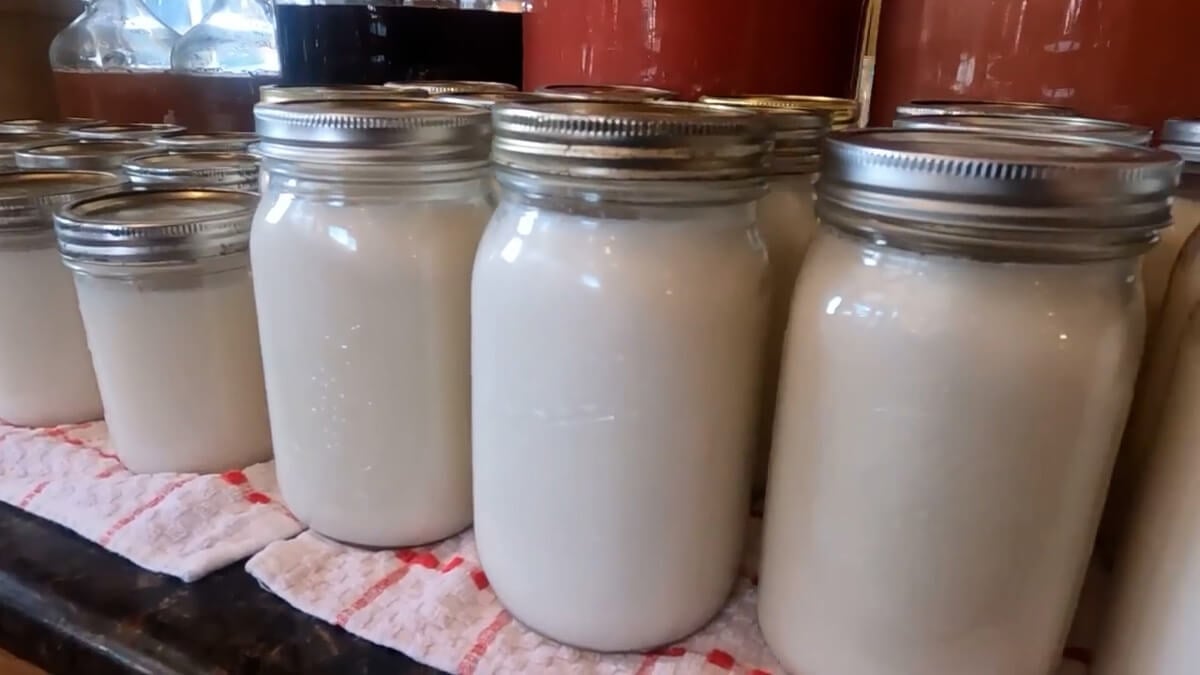 Jars of cooled rendered lard in the solid state.