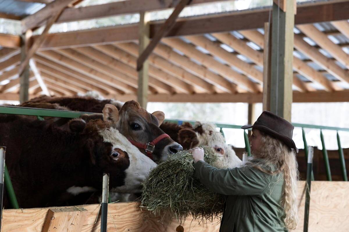 A woman feeding hay to cows in a barn.