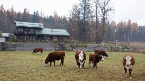 Cows on pasture.