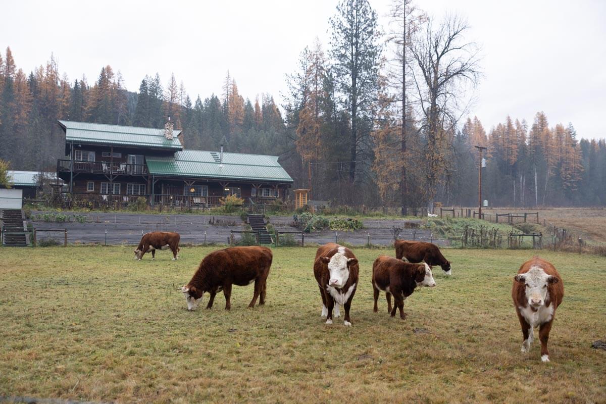 Cows on pasture.