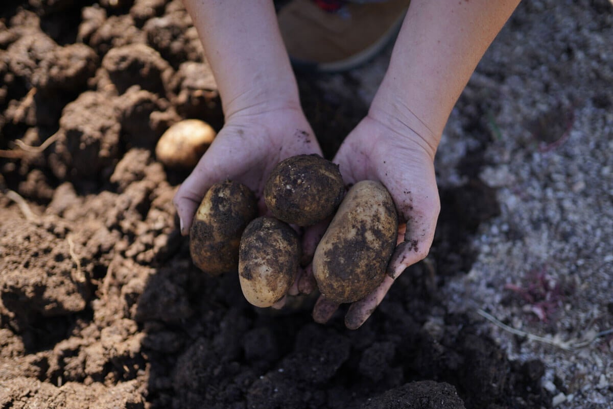 Hands holding freshly dug potatoes from the garden.