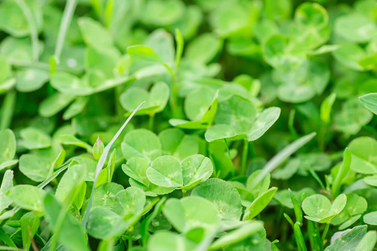 Clover growing as a cover crop.
