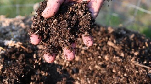 A handful of compost.