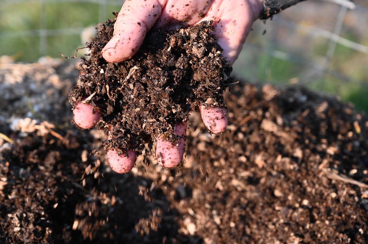 A handful of compost.