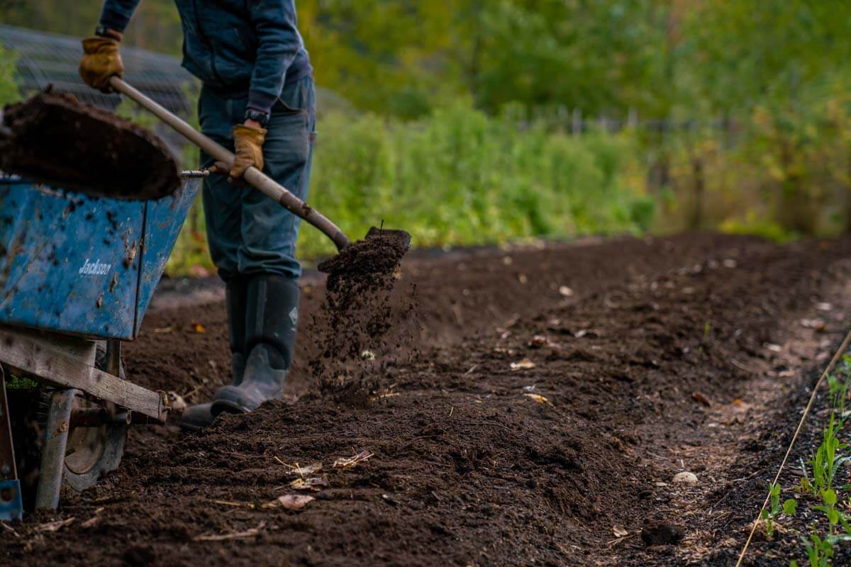 Compost being shoveled onto a garden.