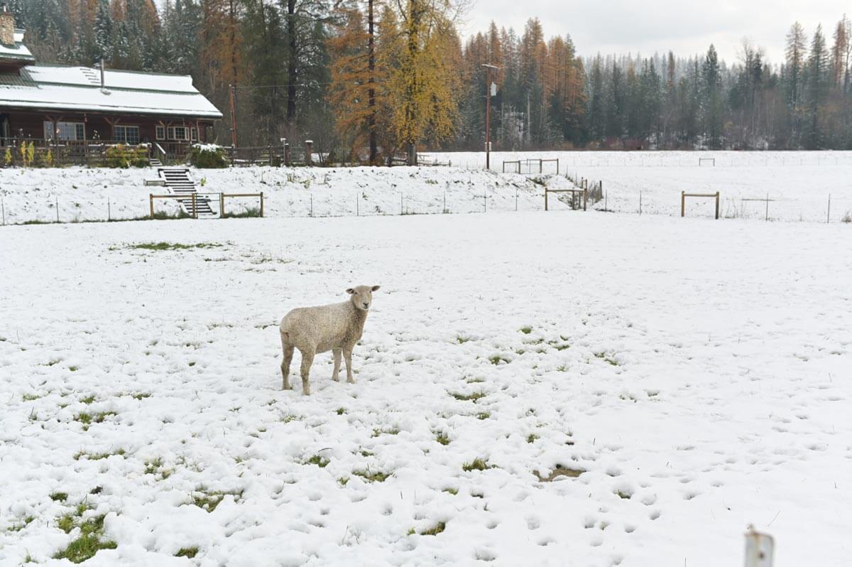 Sheep on a snow covered pasture.