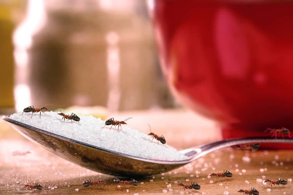 Ants crawling on a spoon of sugar.