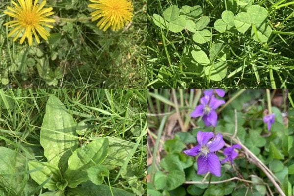 Collage of dandelion flowers, clover leaves, plantain leaves, and wild violets.