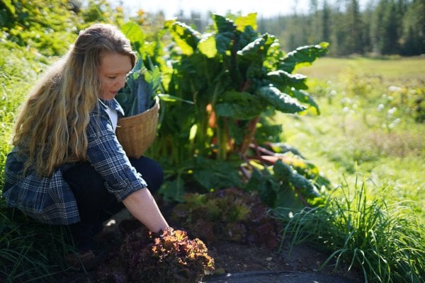 A woman harvesting lettuce in the garden.