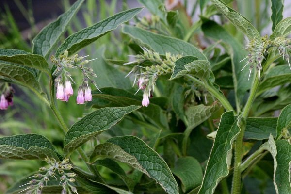 Comfrey growing in a garden.