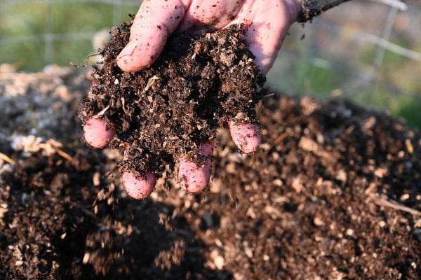 A handful of compost.