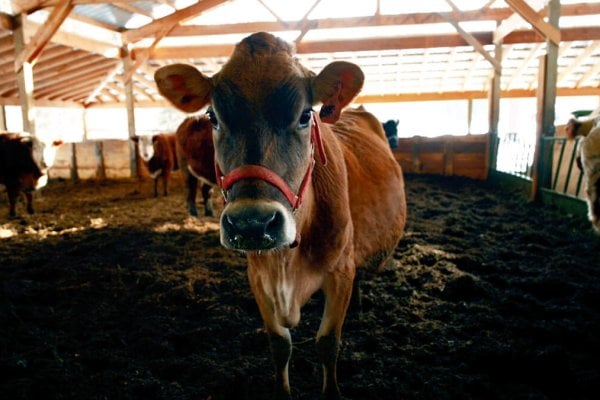 Cow_Barn_HF A picture of a cow's face standing inside a barn.