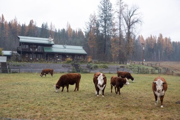 Cows on pasture.