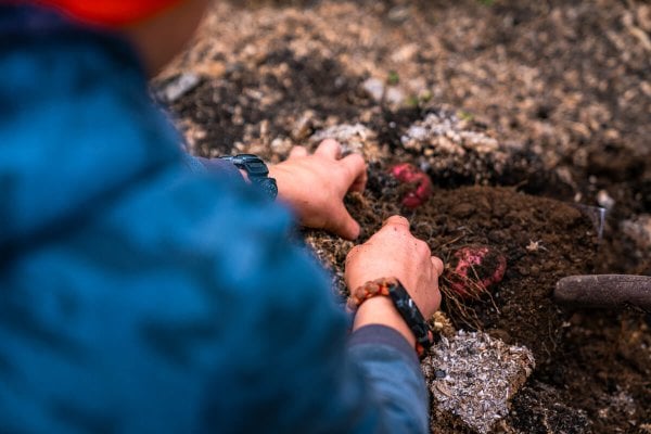 Someone digging up potatoes in the garden.