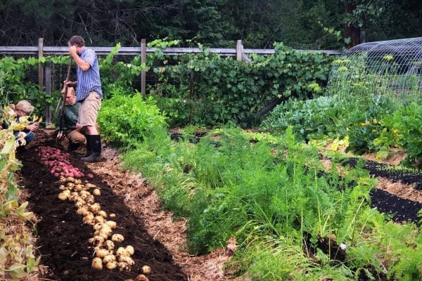 Picture of a garden and potatoes freshly harvested.