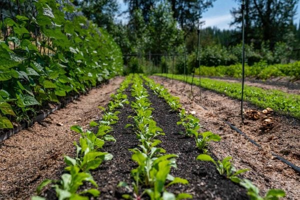 Long rows of spinach in a garden.