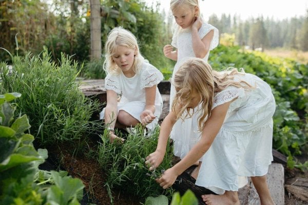 Three girls in white dresses harvesting herbs.