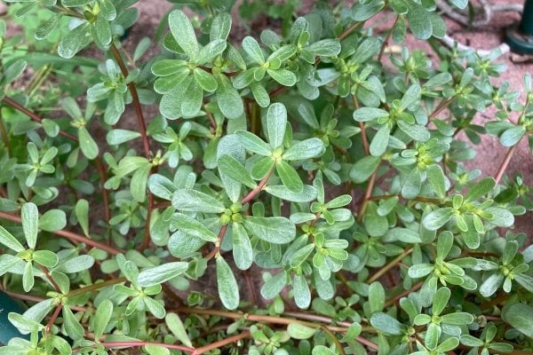 A patch of purselane.