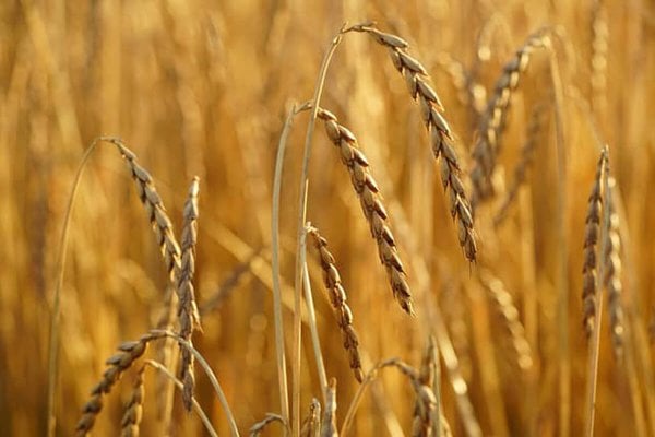 Spelt growing.