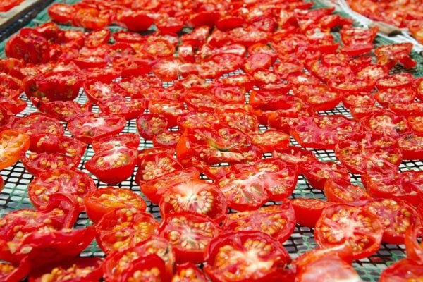 Sliced tomatoes on a dehydrator tray.