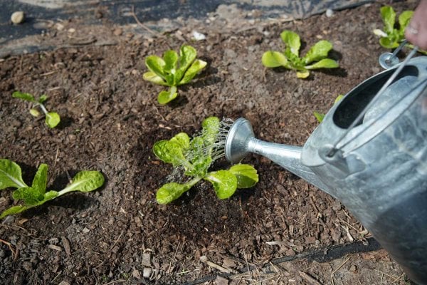Lettuce being watered in the garden.
